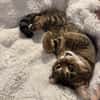 Sozialer Kater PEPPINO sucht Zuhause!