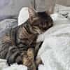 Sozialer Kater PEPPINO sucht Zuhause!