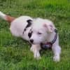 🐾 Herzensbrecher Pauli💙 sucht seine Familie