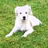 🐾 Herzensbrecher Pauli💙 sucht seine Familie