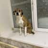 Freundlicher Tito sucht seine Familie!