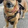 Bolle - Lustiger Dackel-Mix sucht