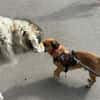 Bolle - Lustiger Dackel-Mix sucht
