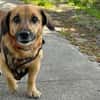 Bolle - Lustiger Dackel-Mix sucht