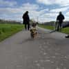 Bolle - Lustiger Dackel-Mix sucht