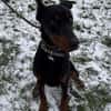 Enzo - kein einfacher Dobermann