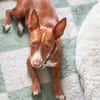 Rosendo - Podenco Maneto sucht seine Menschen