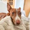 Rosendo - Podenco Maneto sucht seine Menschen