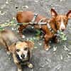 Rosendo - Podenco Maneto sucht seine Menschen