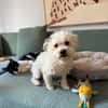 Bob, super freundlicher Bichon-Frisé Mischling