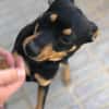 Grisu sucht eine liebevolle Familie