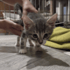 BILLY (a trouvé sa famille)