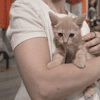 BOBBIE (a trouvé sa famille)