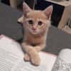 Arcat