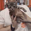 BLITZ en cours d'adoption