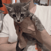 BLITZ en cours d'adoption