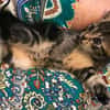 Babette
