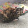 RAJAO (en cours d'adoption)
