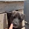 MIAA