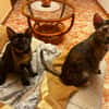 MENCHU et JANNIS