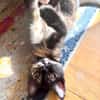 MENCHU et JANNIS