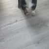 Pigwa