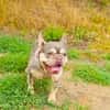 Französisches Bulldoggen Mädchen Buny