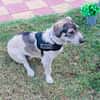 Carlos ein toller Freund an Deiner Seite