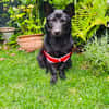 Cherry sucht ein Körbchen