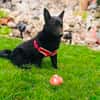 Cherry sucht ein Körbchen