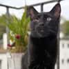 Kleiner Pirat Charly sucht Zuhause