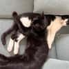 Kleiner Pirat Charly sucht Zuhause