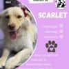 Scarlet  sucht ihr Zuhause