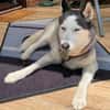 Husky MAXwartet schon in 56626 Andernach