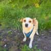 Jack Russel Mix Mädchen Jackie