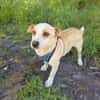 Jack Russel Mix Mädchen Jackie