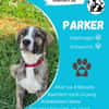 Parker  sucht sein Zuhause
