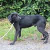 Basti - kinderlieber Familienhund
