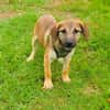 Max sucht ein Zuhause