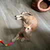 Jamie sucht ein Zuhause