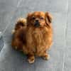 Happy sucht ein ruhiges erfahrenes Zuhause
