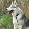 Laika-Dame MiRTA wartet auf dich!