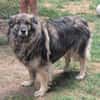 Balu 63 cm (Pflegestelle)