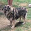 Balu 63 cm (Pflegestelle)