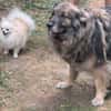 Balu 63 cm (Pflegestelle)