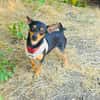 Dobri ein kleiner Pinscher