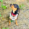 Dobri ein kleiner Pinscher
