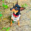 Dobri ein kleiner Pinscher
