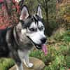 Husky-Bub JURi  will mit dir spielen