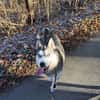 Husky-Bub JURi  will mit dir spielen